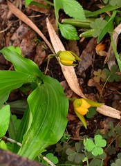 Lycaste cruenta