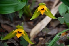 Lycaste cruenta