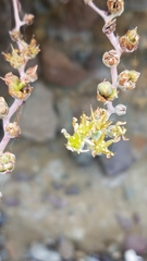 Dudleya virens hassei