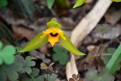 Lycaste cruenta
