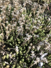 Sedum acre