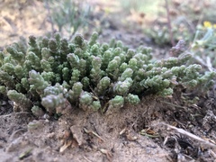Sedum acre
