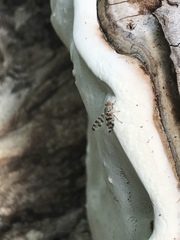 Pseudotephritina