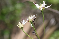 Melanoplus forcipatus