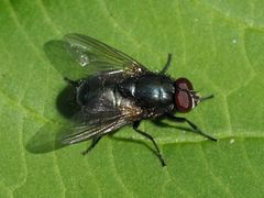 Eudasyphora cyanella