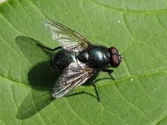 Eudasyphora cyanella