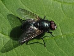 Eudasyphora cyanella