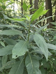 Verbesina alternifolia