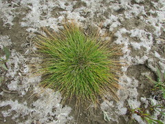 Eleocharis geniculata