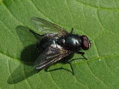 Eudasyphora cyanella