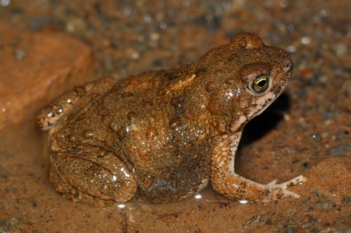Flat Toad, Poyntonophrynus vertebralis