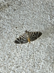 Conchylodes ovulalis