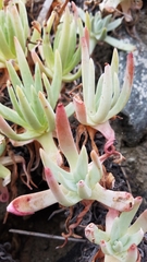 Dudleya virens hassei