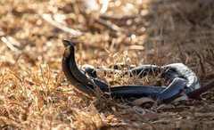 Dolichophis jugularis