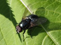 Eudasyphora cyanella