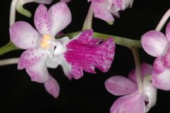 Aerides maculosa