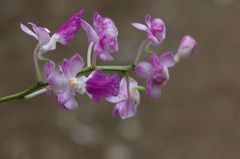 Aerides maculosa