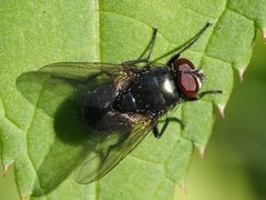 Eudasyphora cyanella