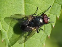 Eudasyphora cyanella