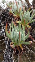Dudleya virens hassei