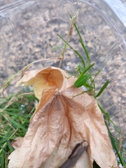 Leptophyes punctatissima