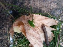 Leptophyes punctatissima