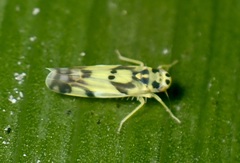 Eupteryx atropunctata