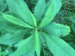 Verbesina alternifolia