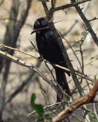 Dicrurus adsimilis fugax