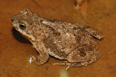 Poyntonophrynus vertebralis