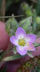 Spergularia macrotheca