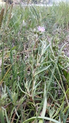 Spergularia macrotheca