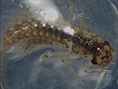 Leptophlebia