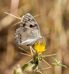 Melanargia titea