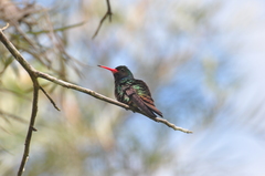 Hylocharis sapphirina