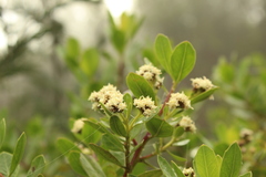 Baccharis macrantha
