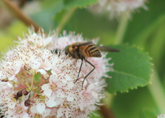 Pangoniinae