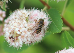 Pangoniinae