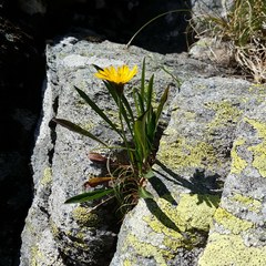 Scorzoneroides pyrenaica