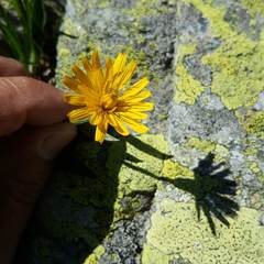 Scorzoneroides pyrenaica