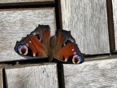 Aglais io
