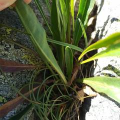 Scorzoneroides pyrenaica