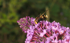 Volucella elegans