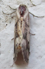 Schalidomitra ambages