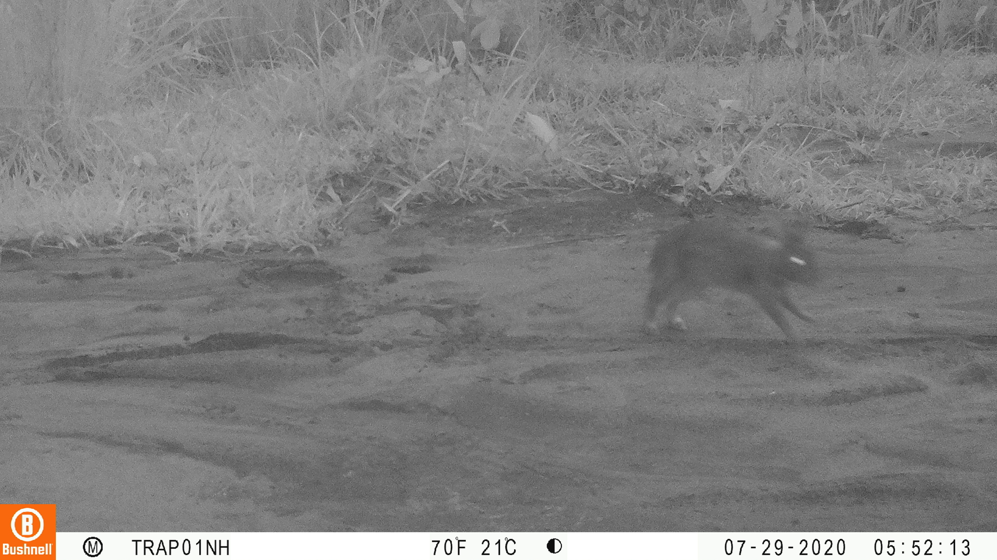 Poelagus marjorita (St.Leger, 1929)