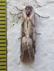 Schalidomitra ambages