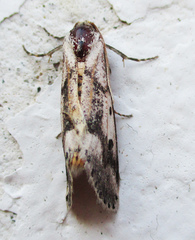 Schalidomitra ambages