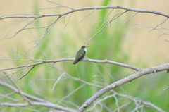 Chrysuronia leucogaster