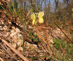 Narcissus triandrus