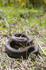 Thamnophis melanogaster